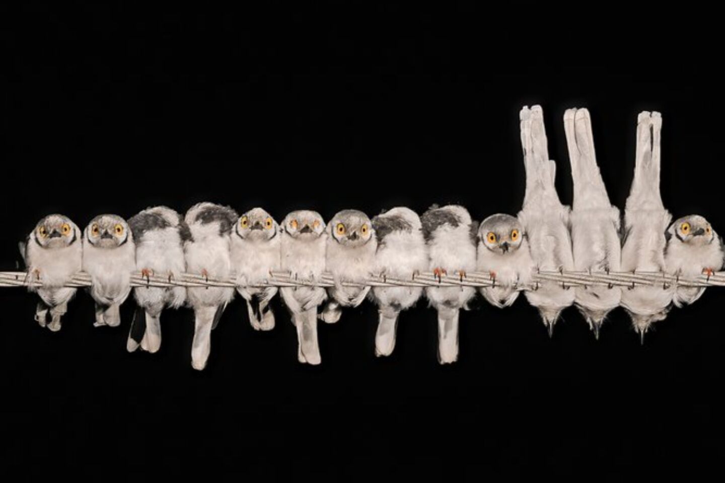 Bird Photographer of the Year 2024: Οι εικόνες που ξεχώρισαν 