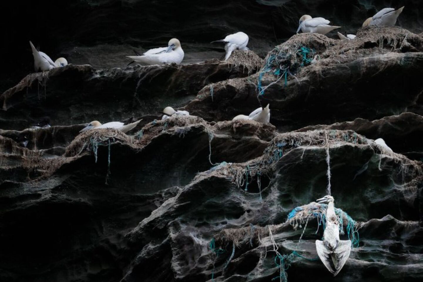 Bird Photographer of the Year 2024: Οι εικόνες που ξεχώρισαν 