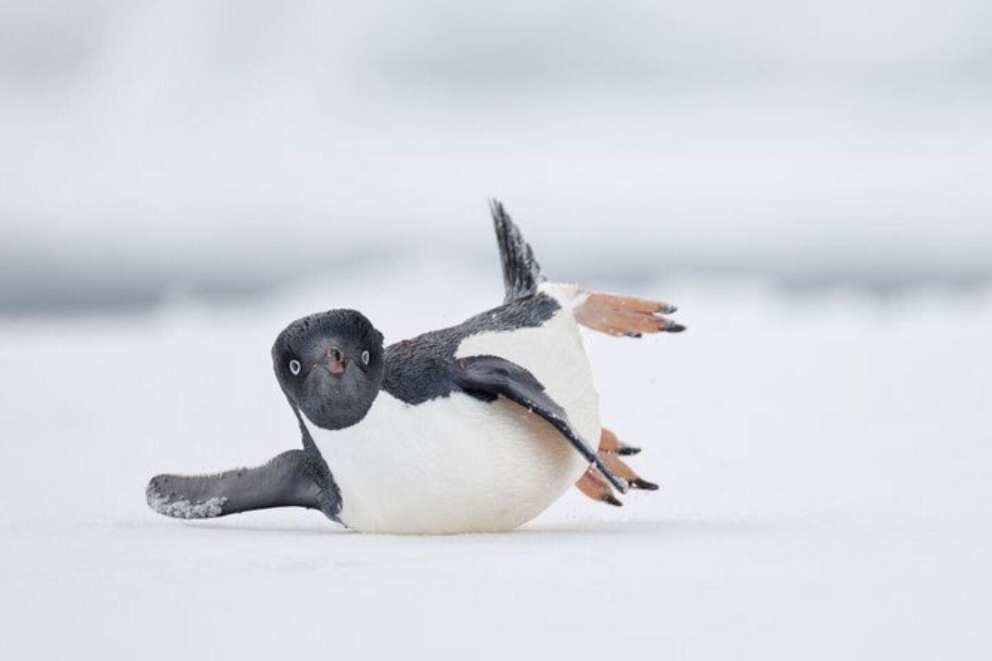 Bird Photographer of the Year 2024: Οι εικόνες που ξεχώρισαν 