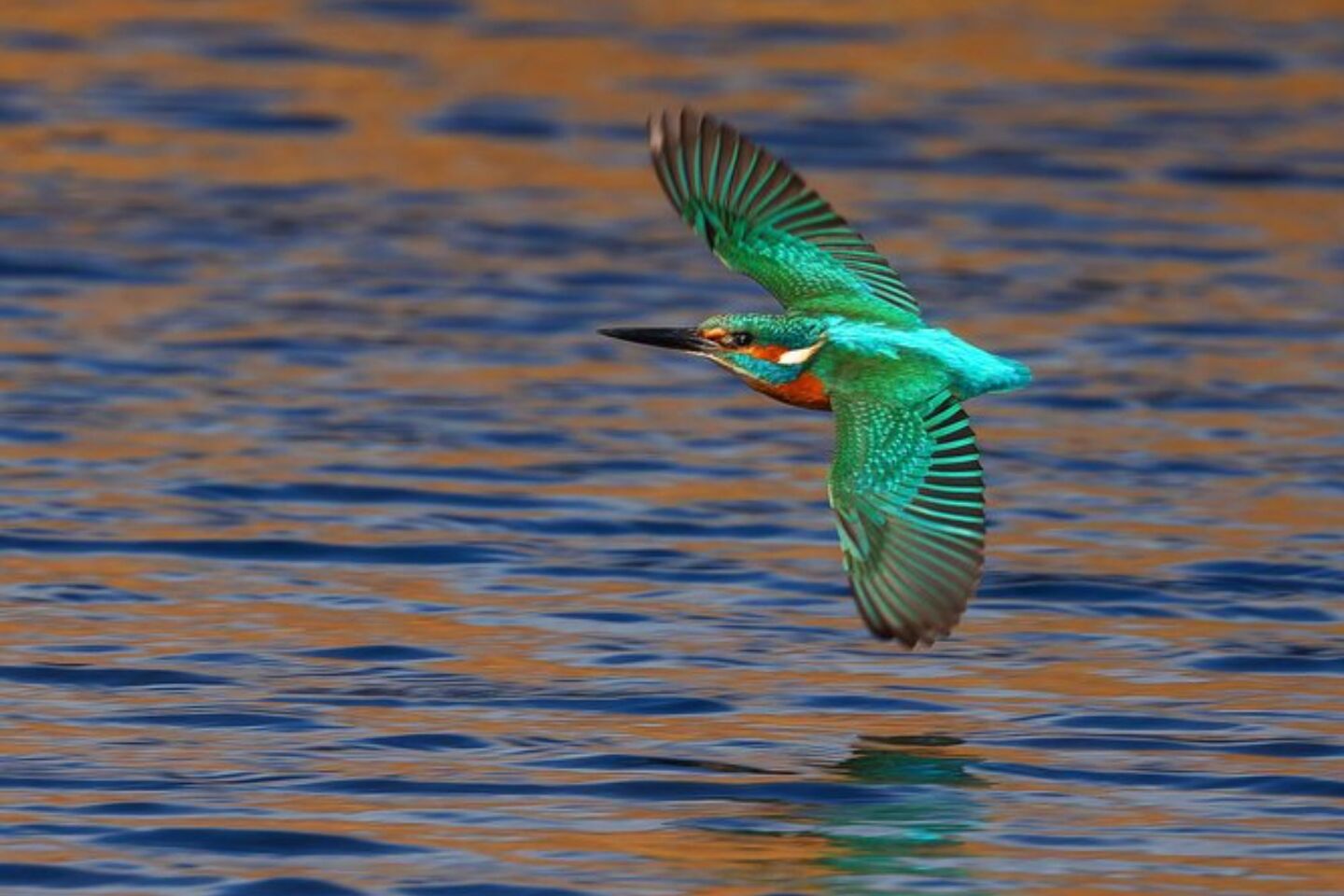 Bird Photographer of the Year 2024: Οι εικόνες που ξεχώρισαν 