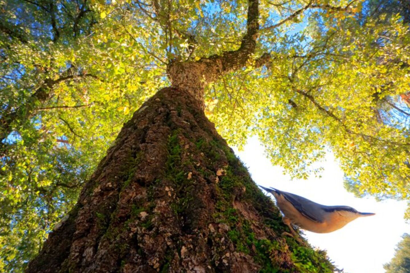 Bird Photographer of the Year 2024: Οι εικόνες που ξεχώρισαν 