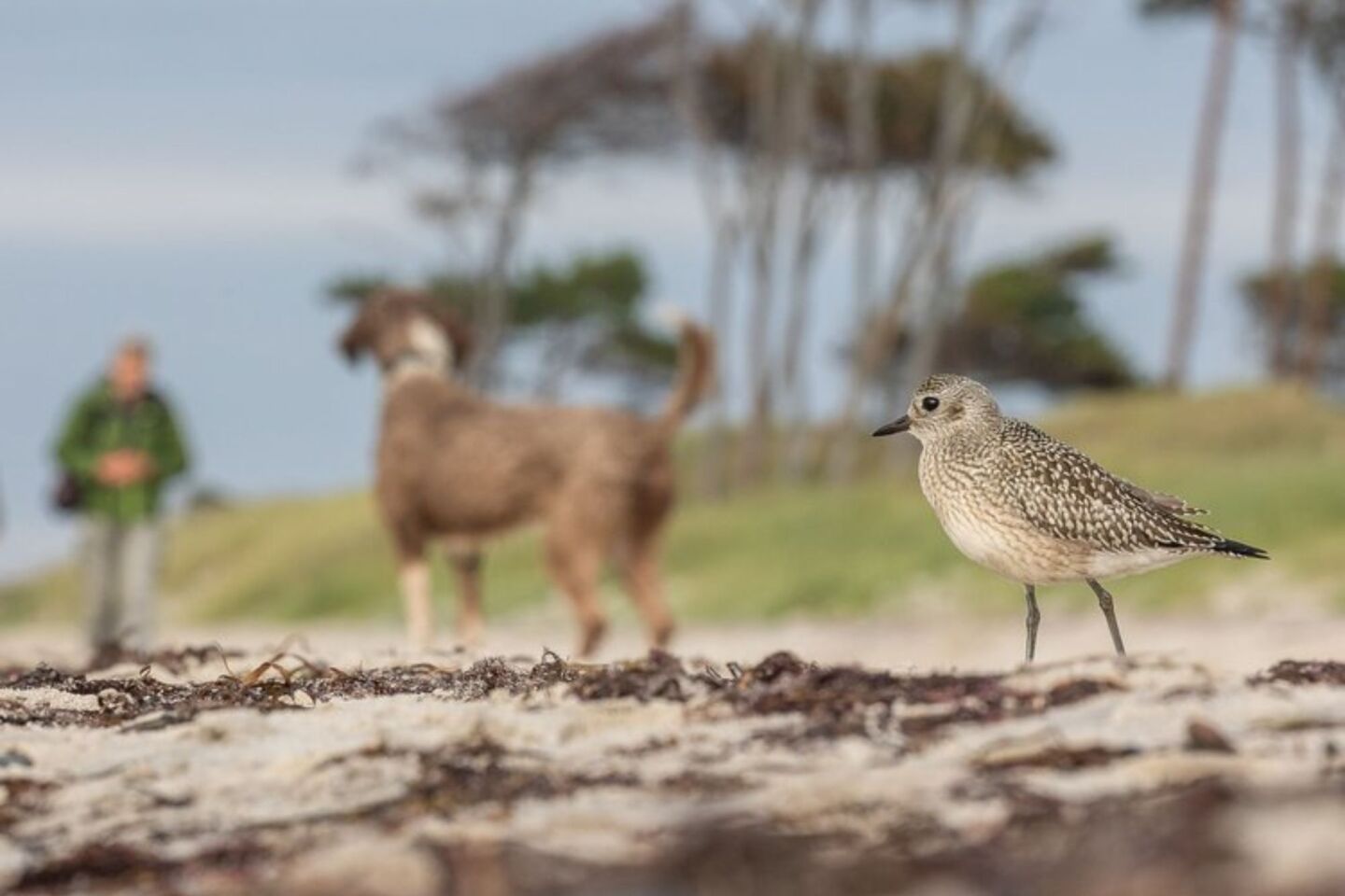 Bird Photographer of the Year 2024: Οι εικόνες που ξεχώρισαν 