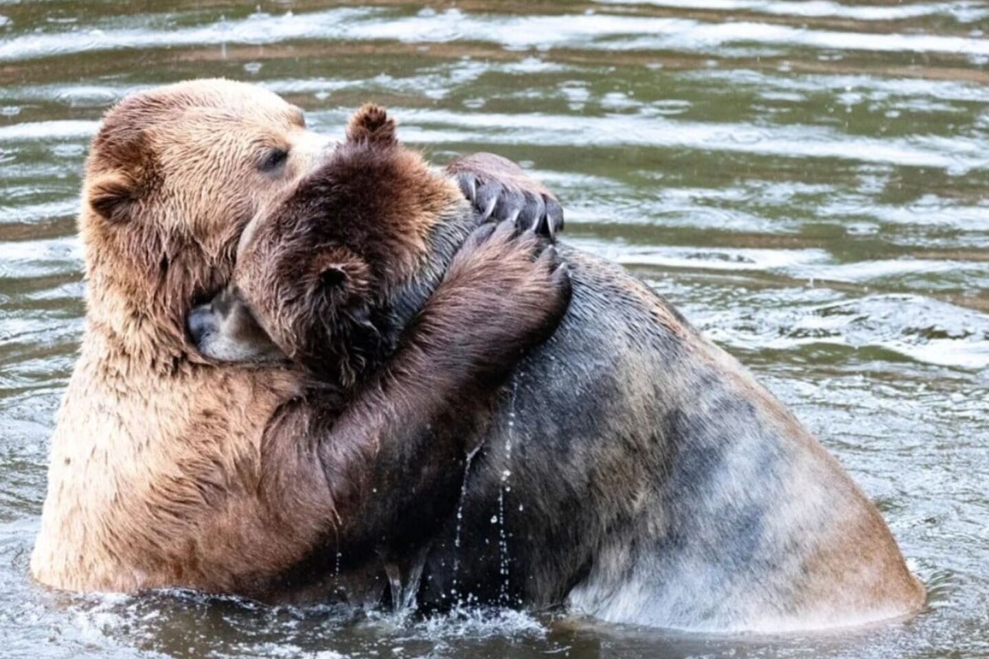 Comedy Wildlife Photography Awards: Μερικές από τις πιο ξεκαρδιστικές εικόνες
