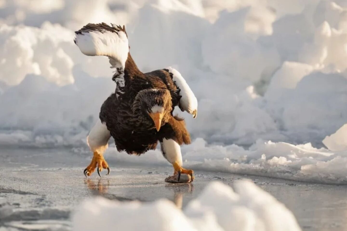 Comedy Wildlife Photography Awards: Μερικές από τις πιο ξεκαρδιστικές εικόνες
