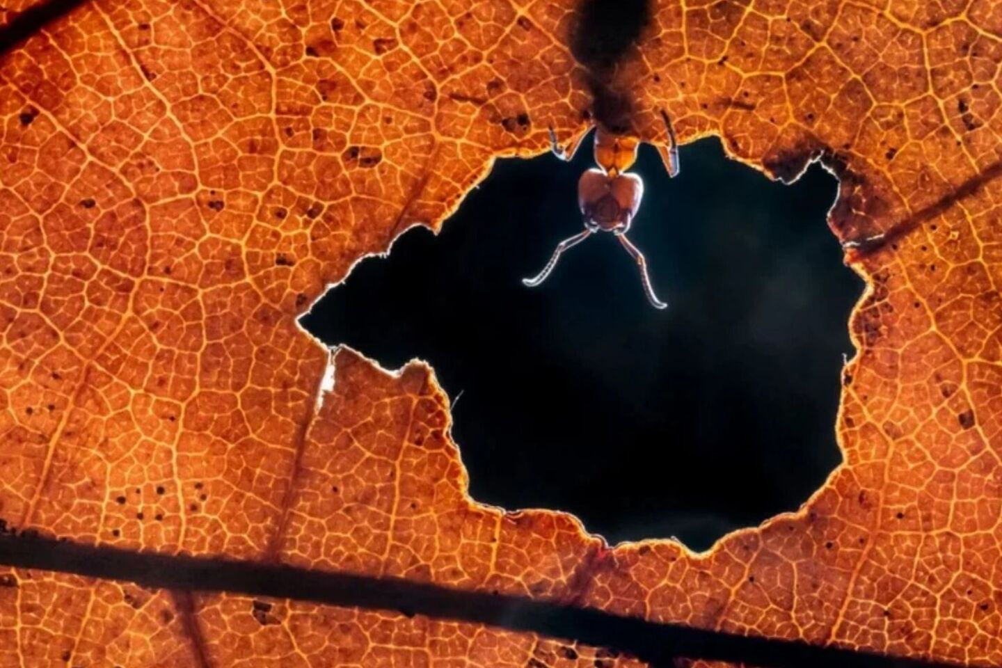 Comedy Wildlife Photography Awards: Μερικές από τις πιο ξεκαρδιστικές εικόνες