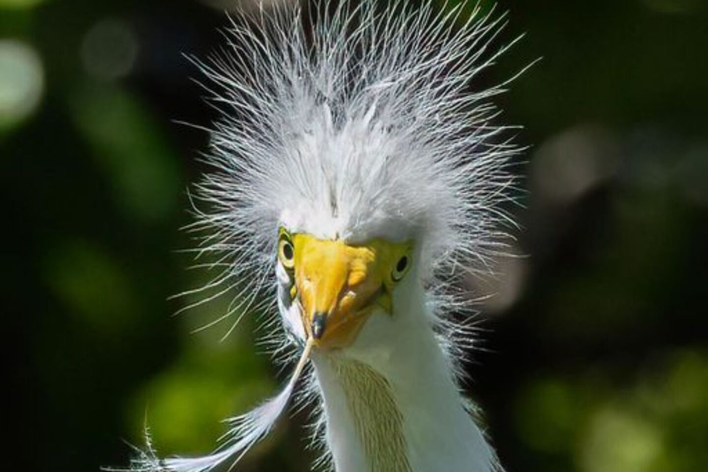 Comedy Wildlife Photography Awards: Μερικές από τις πιο ξεκαρδιστικές εικόνες