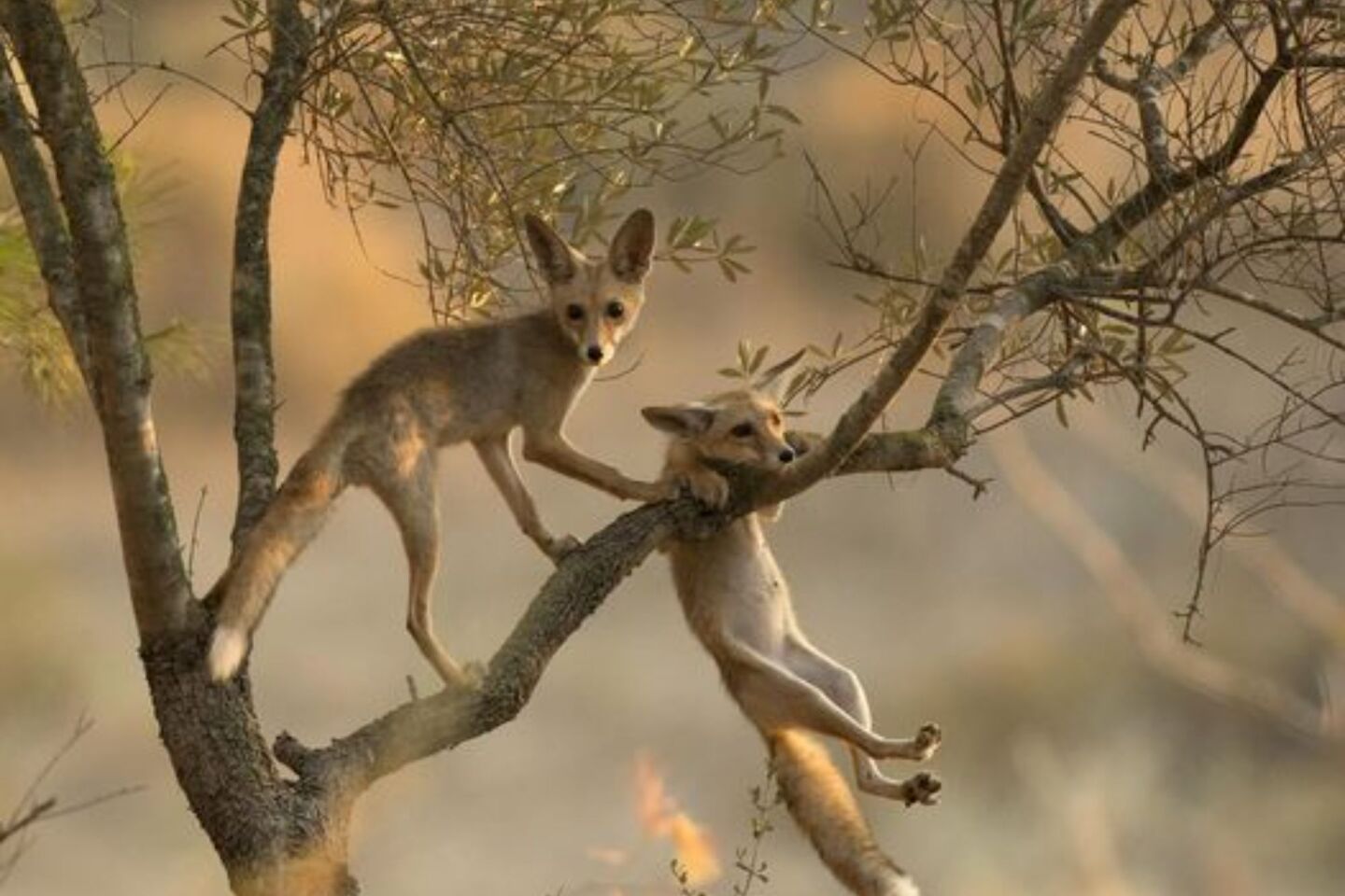 Comedy Wildlife Photography Awards: Μερικές από τις πιο ξεκαρδιστικές εικόνες