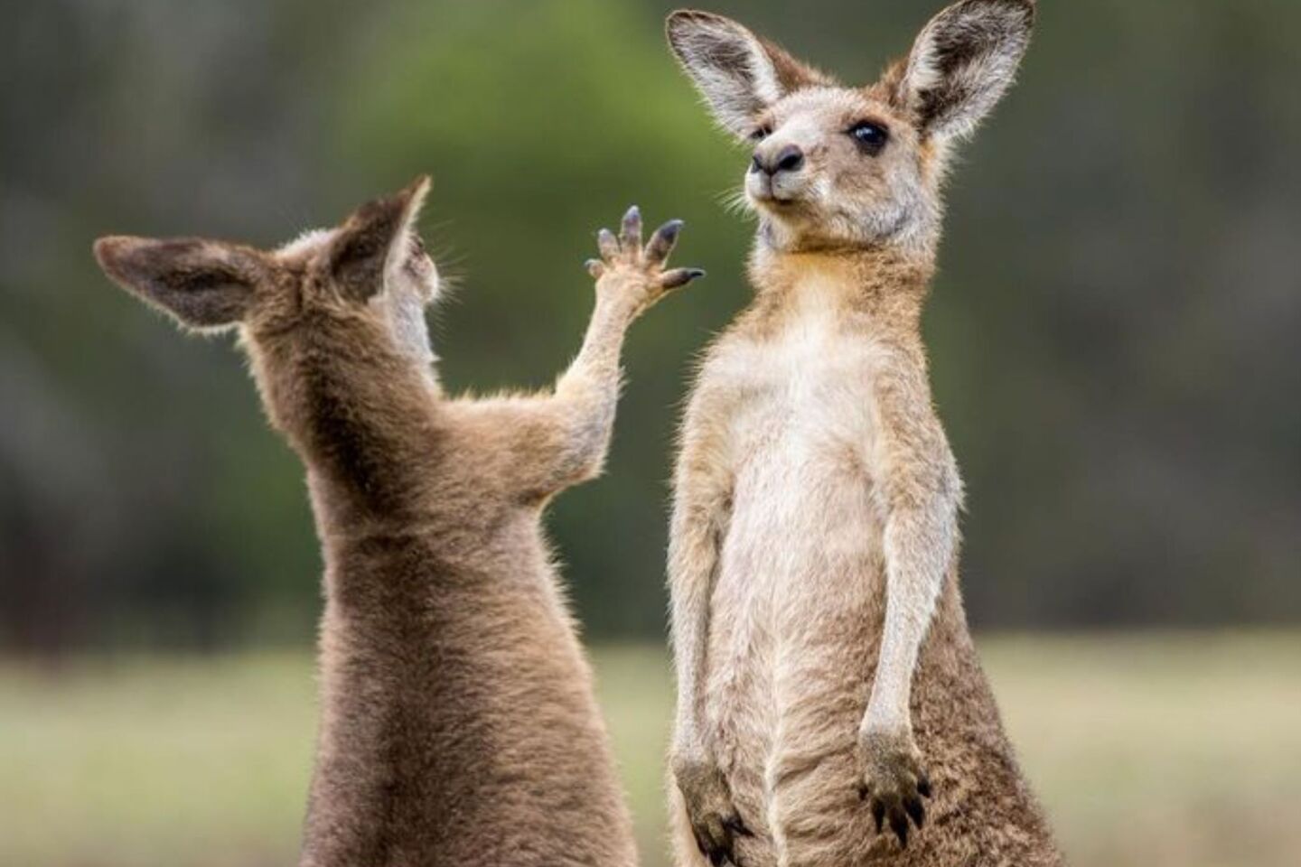 Comedy Wildlife Photography Awards: Μερικές από τις πιο ξεκαρδιστικές εικόνες