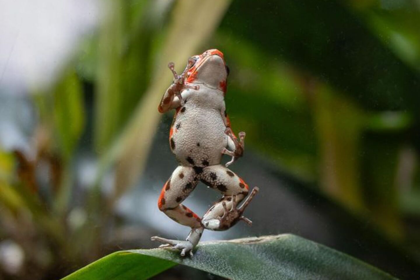 Comedy Wildlife Photography Awards: Μερικές από τις πιο ξεκαρδιστικές εικόνες