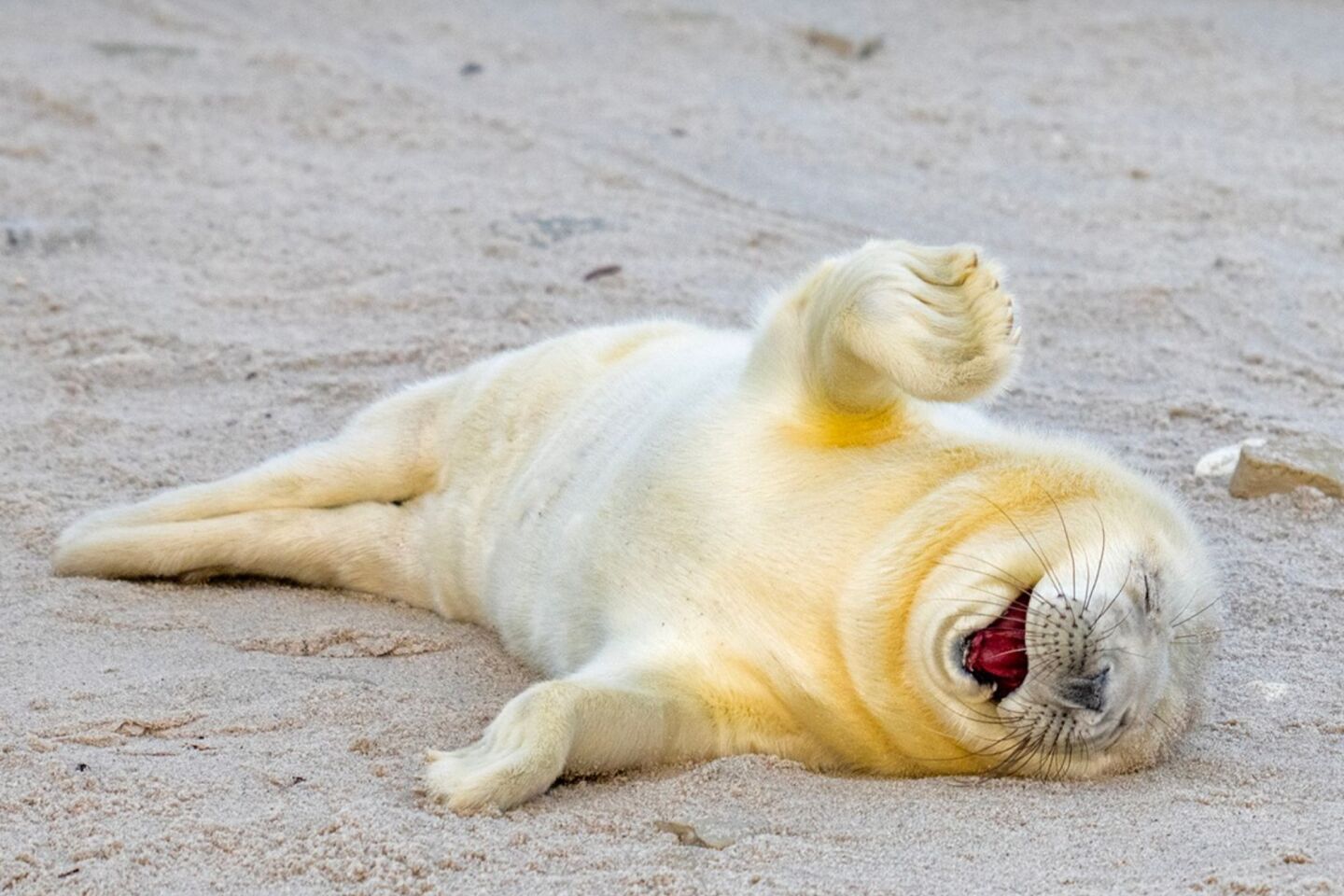 Comedy Wildlife Photography Awards: Μερικές από τις πιο ξεκαρδιστικές εικόνες