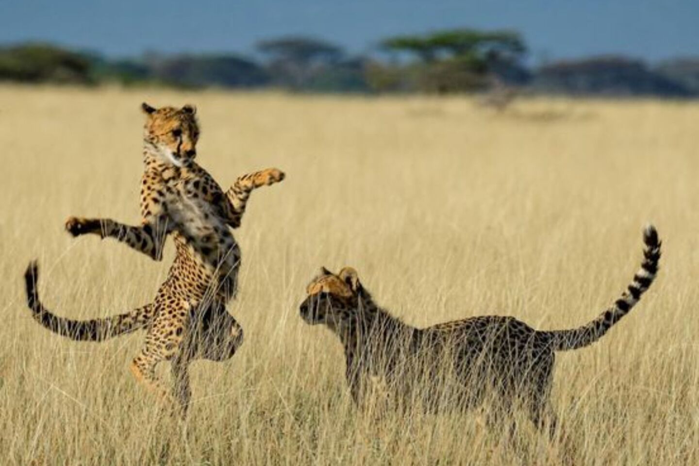 Comedy Wildlife Photography Awards: Μερικές από τις πιο ξεκαρδιστικές εικόνες