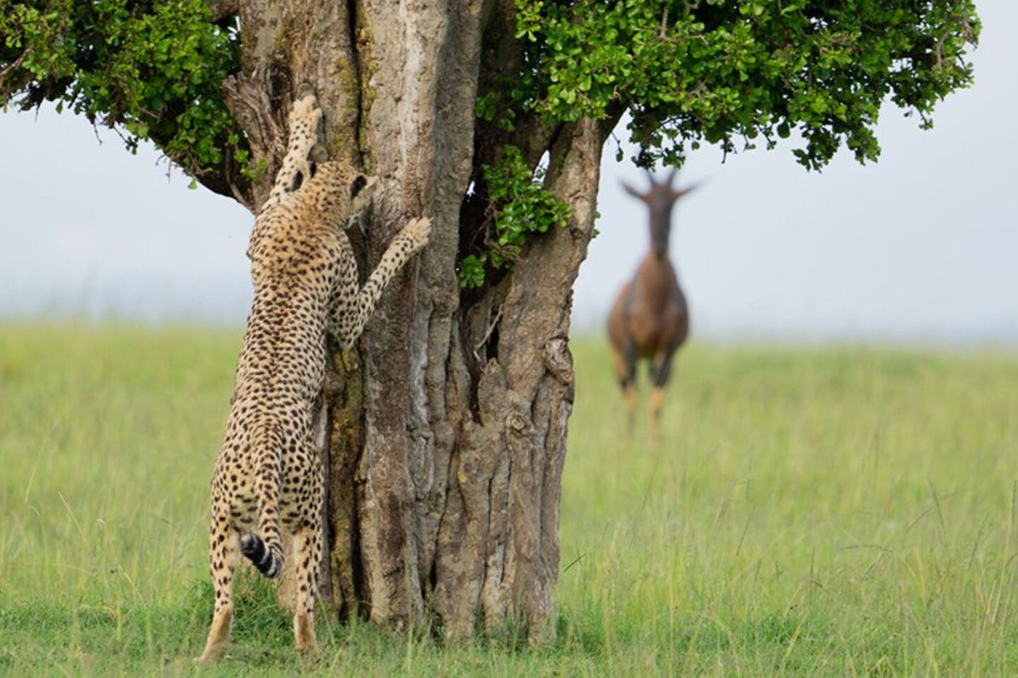 Comedy Wildlife Photography Awards: Μερικές από τις πιο ξεκαρδιστικές εικόνες