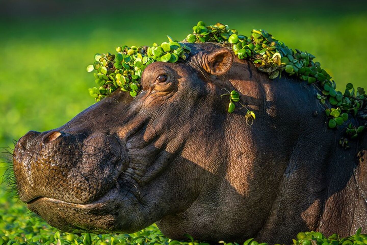 Comedy Wildlife Photography Awards: Μερικές από τις πιο ξεκαρδιστικές εικόνες