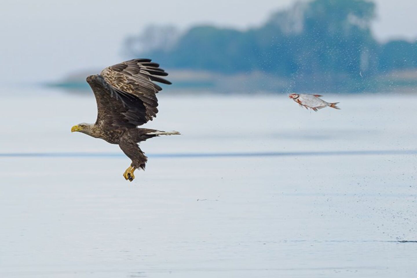 Comedy Wildlife Photography Awards: Μερικές από τις πιο ξεκαρδιστικές εικόνες