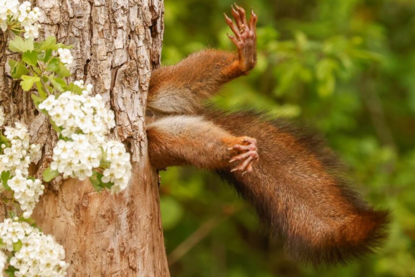 Comedy Wildlife Photography Awards: Μερικές από τις πιο ξεκαρδιστικές εικόνες