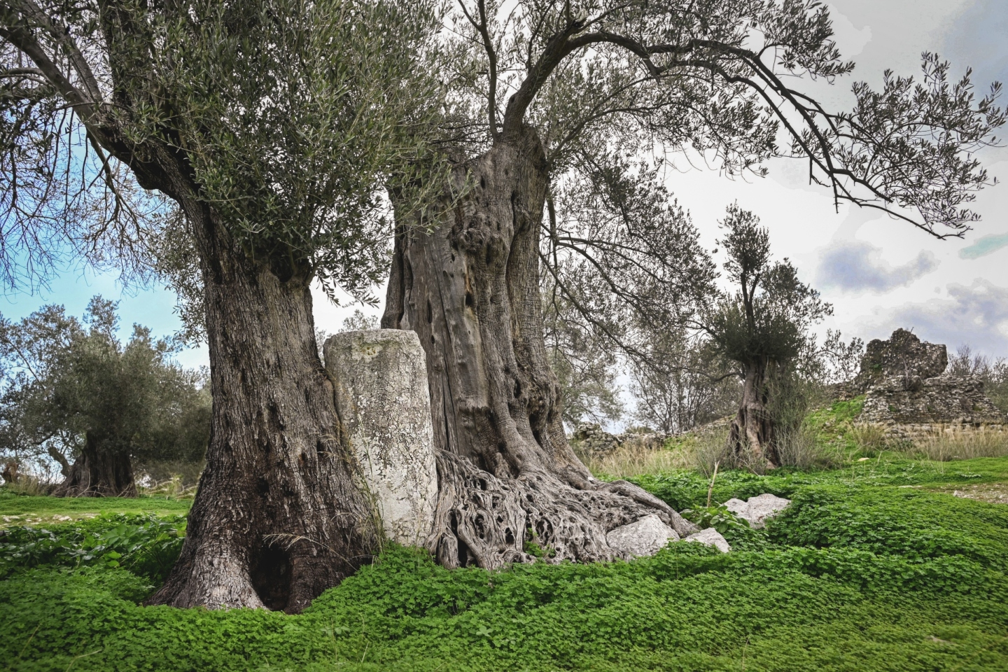 Ολυμπία Κρασαγάκη