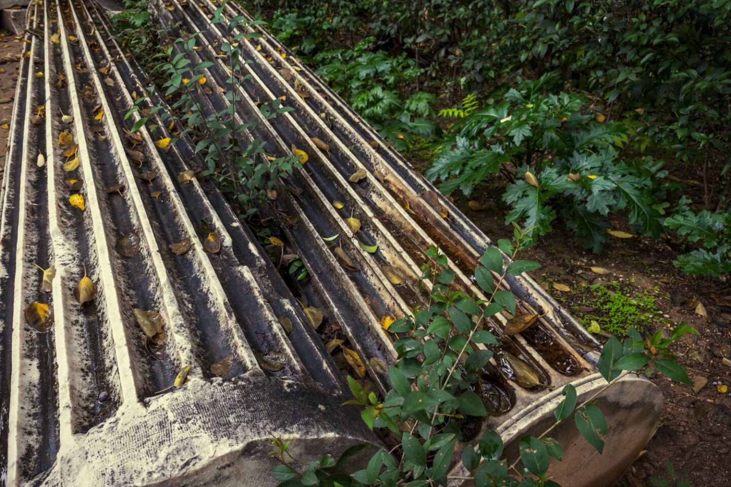 Ο Βασίλης Μακρής φωτογραφίζει τον Εθνικό Κήπο χωρίς ανθρώπους, αναδεικνύοντας τη συνύπαρξη φύσης, ιστορίας και μνήμης.