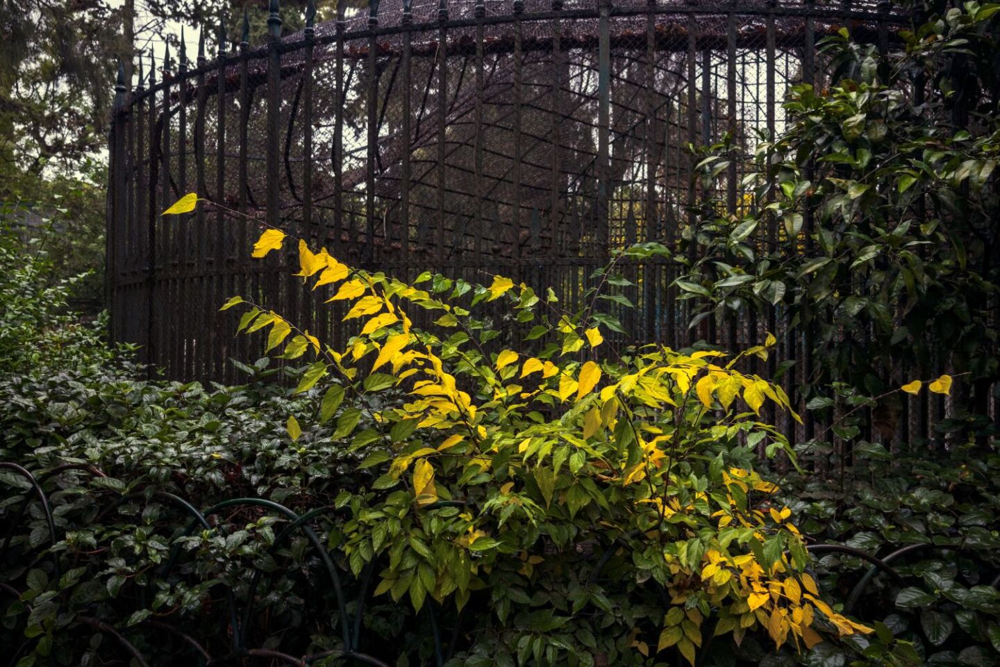 Ο Βασίλης Μακρής φωτογραφίζει τον Εθνικό Κήπο χωρίς ανθρώπους, αναδεικνύοντας τη συνύπαρξη φύσης, ιστορίας και μνήμης.