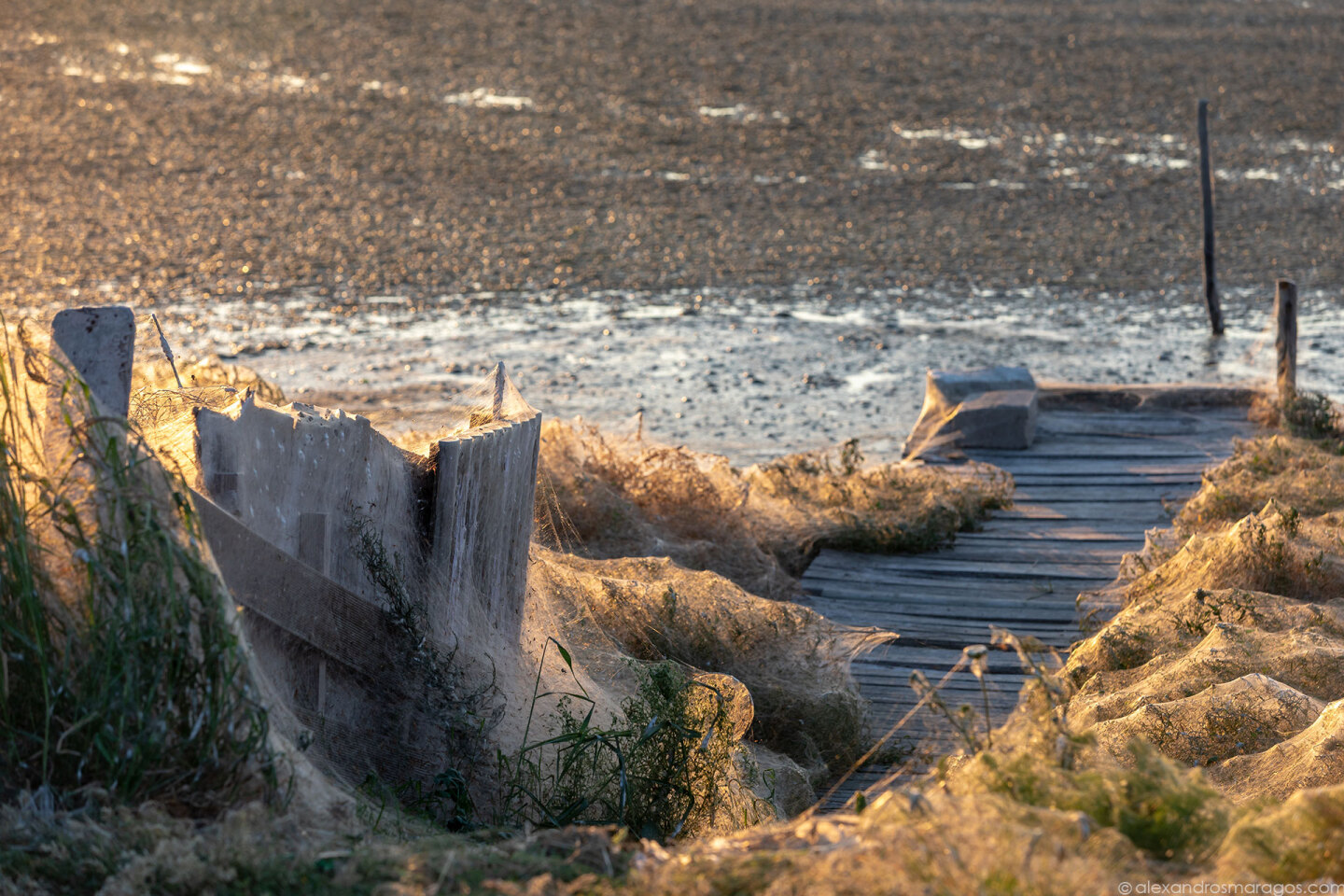 aitoliko-greece-spiderweb-alexandros-maragos-11.jpg