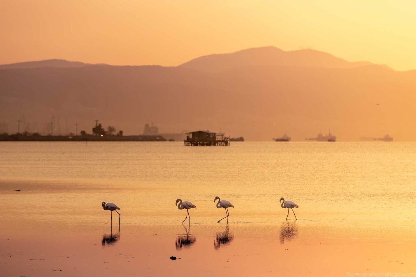 alexandros-maragos-flamingos-in-thessaloniki.jpg