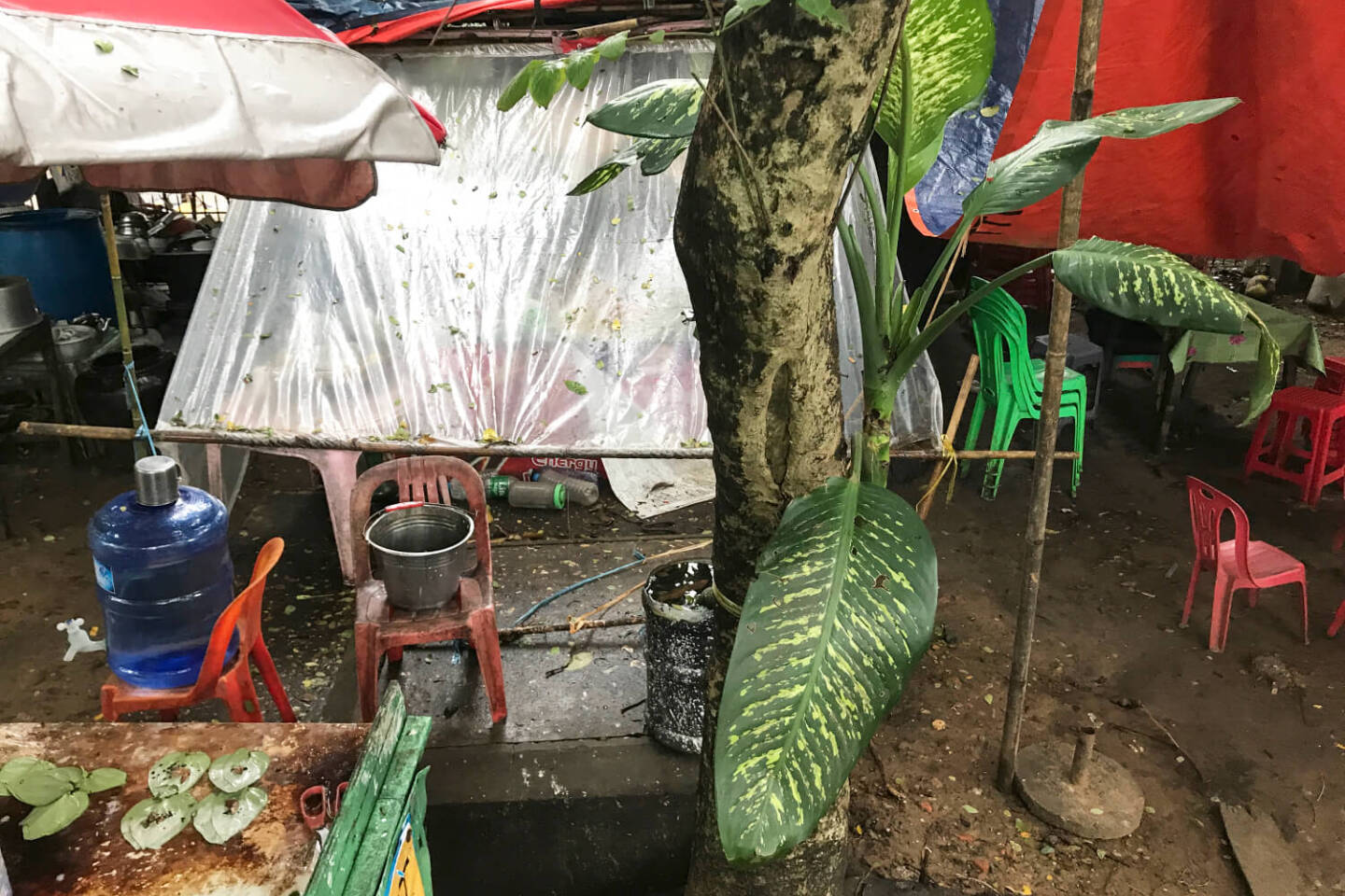 Μιανμάρ, Abby Robinson