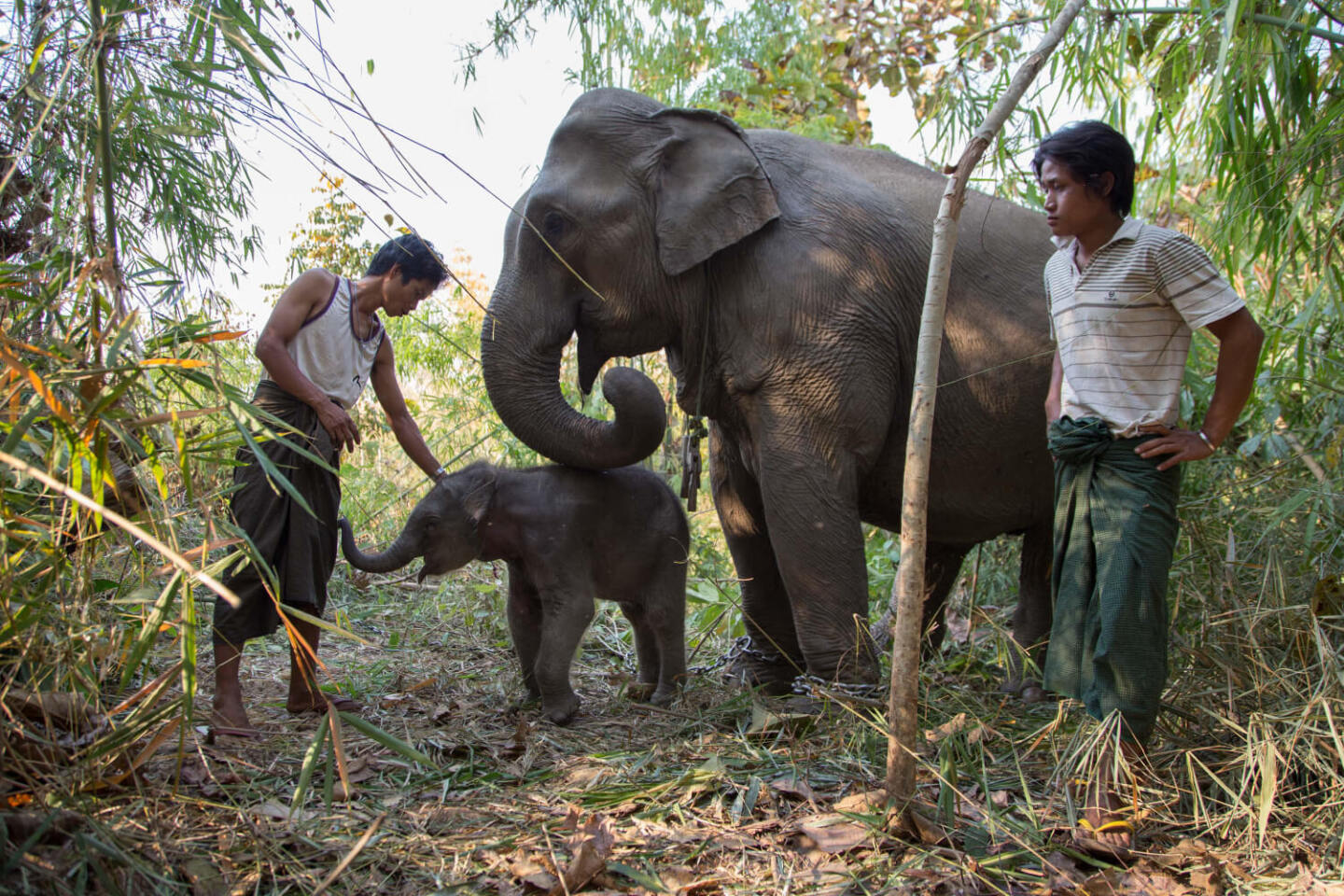 Μιανμάρ, Molly Ferrill 