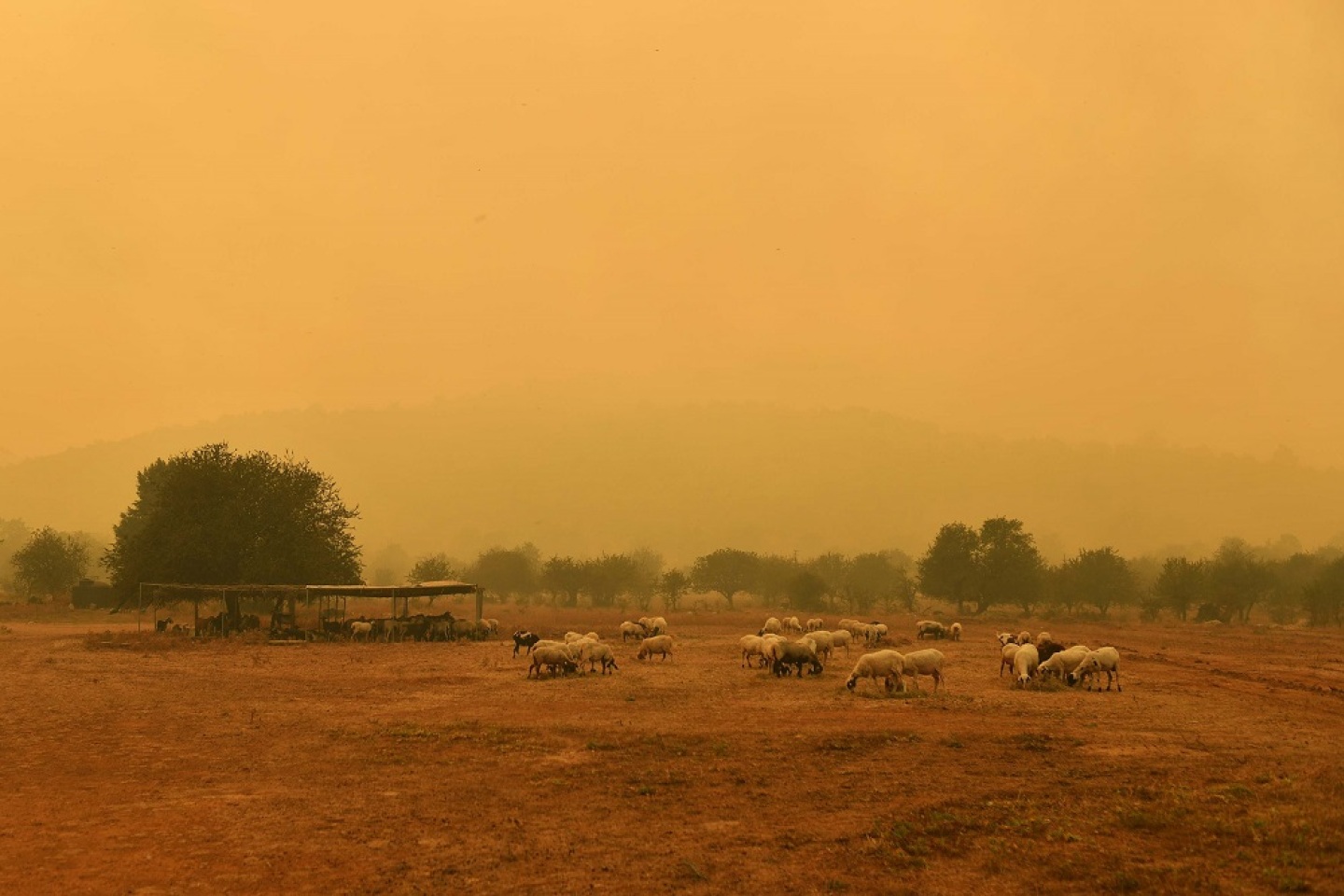 Πρόβατα βόσκουν μέσα σε ομιχλώδες τοπίο από τον καπνό κατά τη διάρκεια της πυρκαγιάς που μαίνεται στην περιοχή της Τσακώνας στη Μεσσηνία.