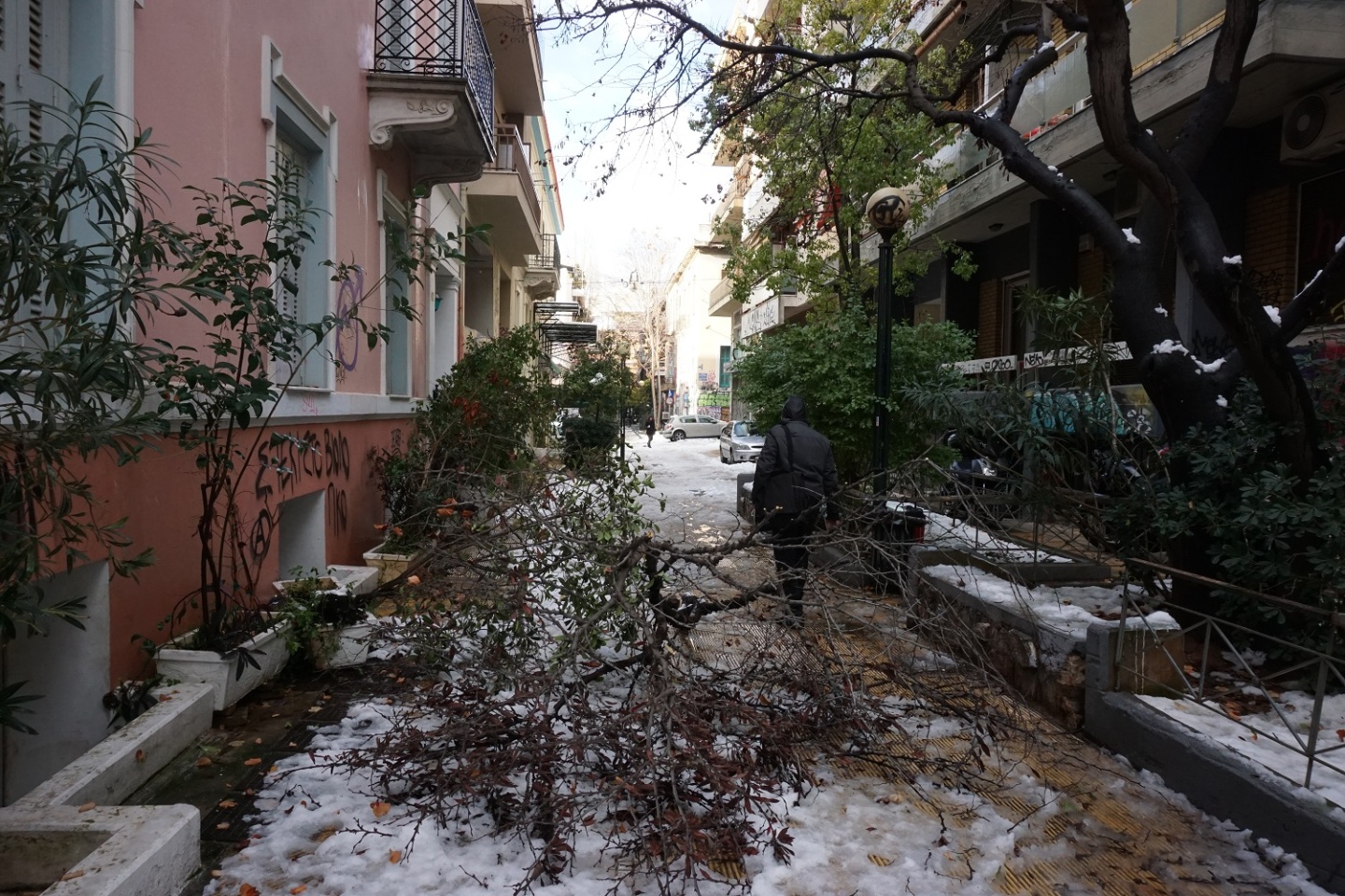 Πεσμένα δέντρα στα Εξάρχεια. 