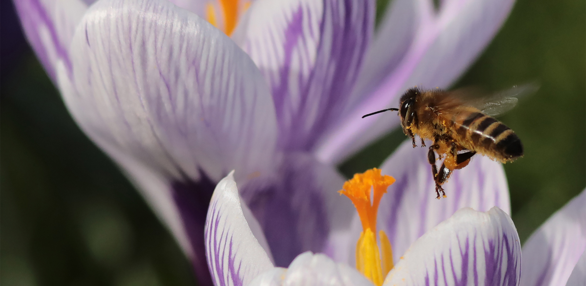 Μέλισσα σε ένα λουλούδι