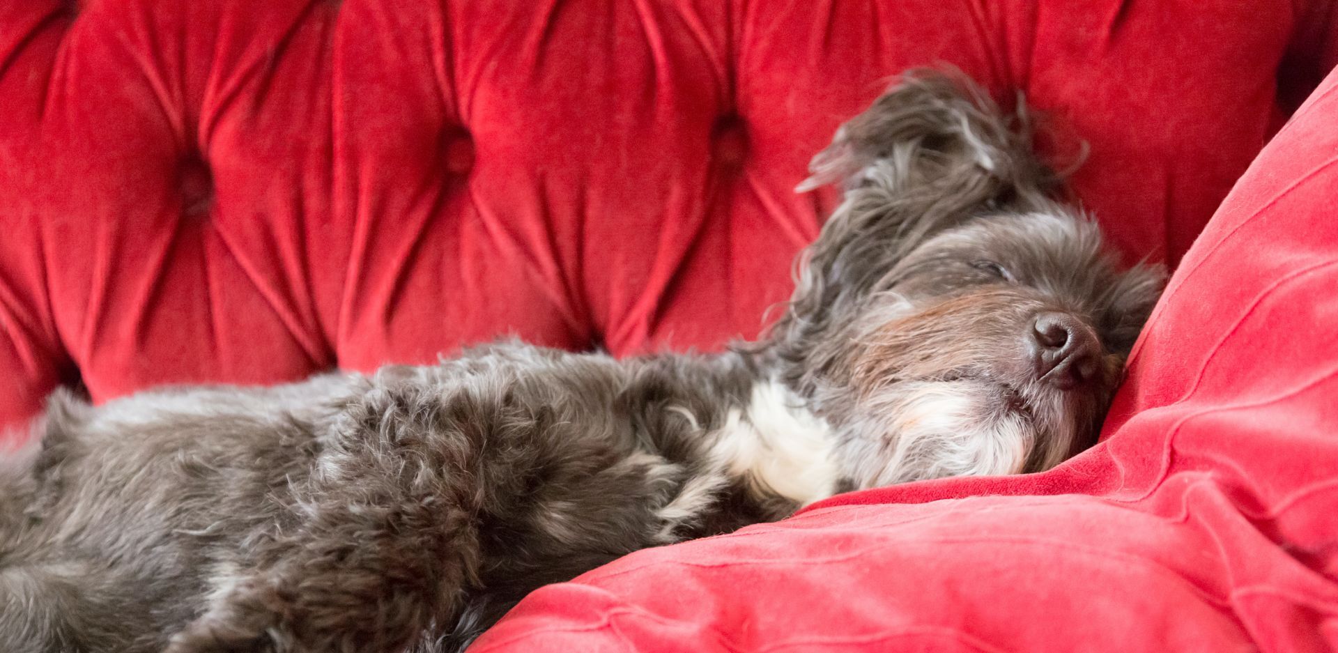 ​Γιατί μου καναπέθανες;