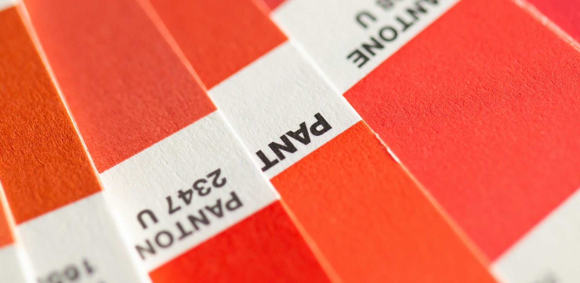 PANTONE 2347-U ©Christina Rumpf unsplash