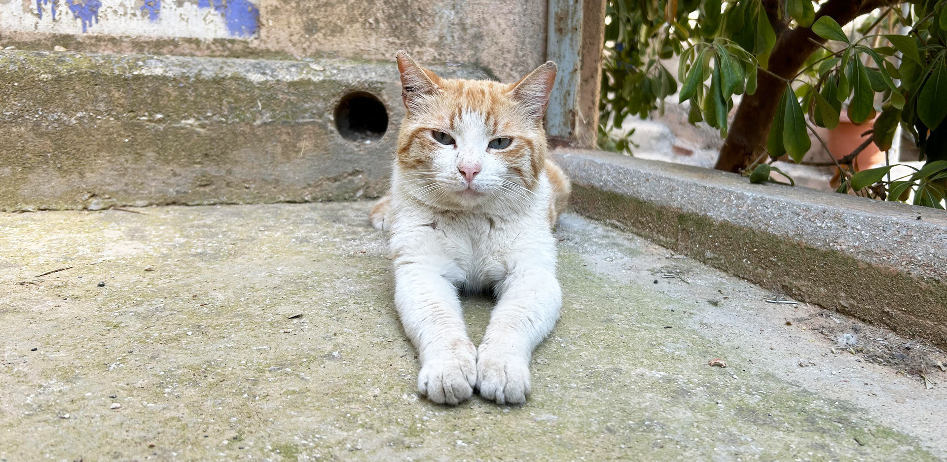 Αδέσποτες γάτες 