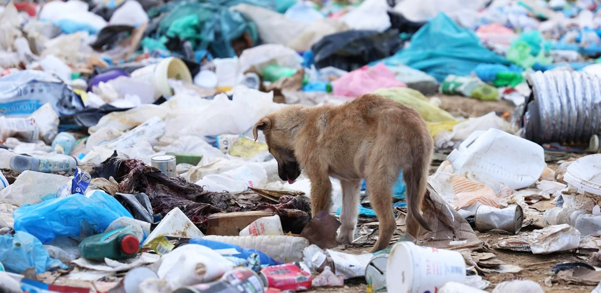 Κουτάβι στη χωματερή Ξάνθης, το καλοκαίρι του 2023, όταν πήγαν τα «Αδεσποτούλια»
