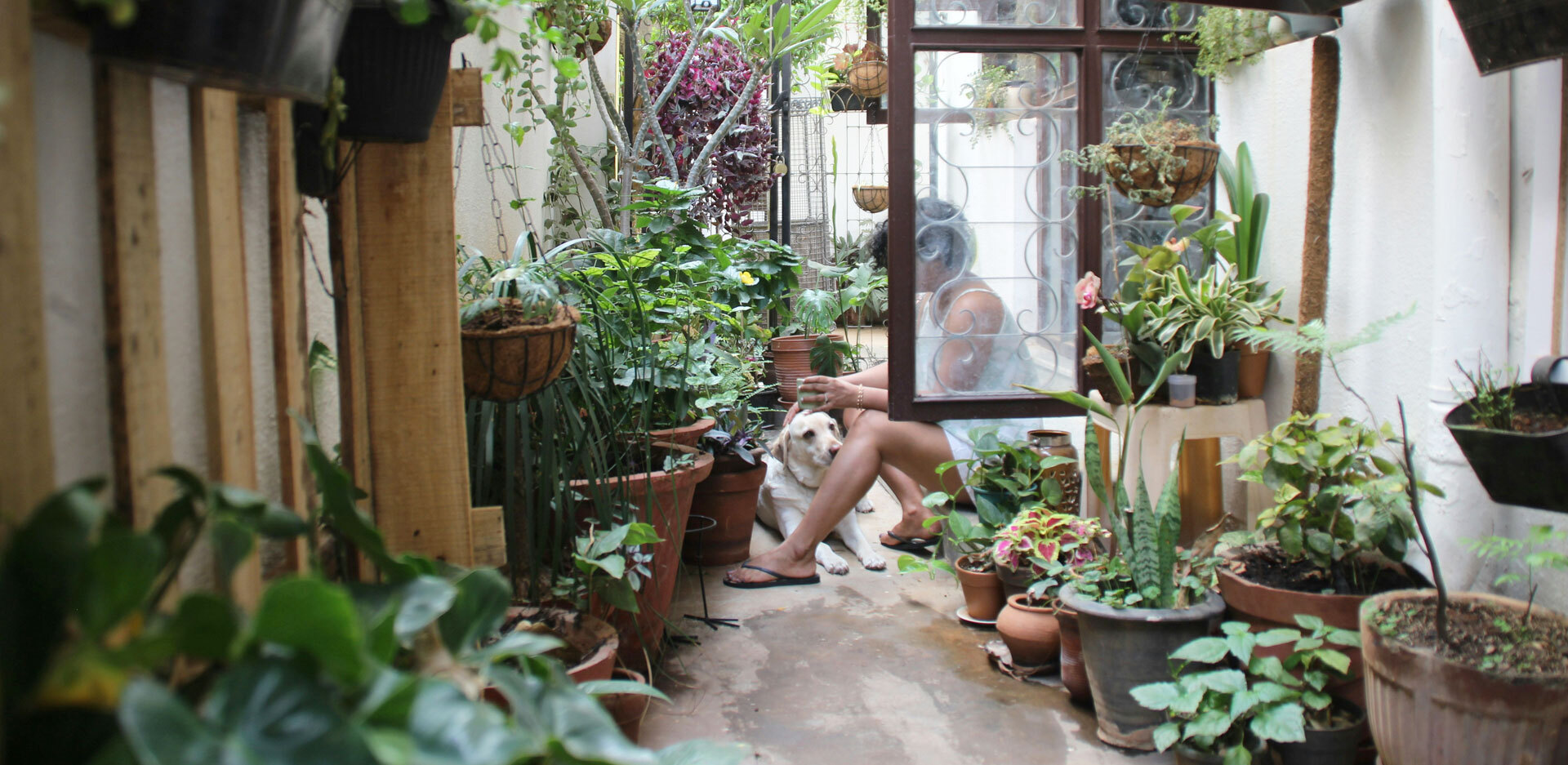 Οδηγός με 8+6 φυτά που απωθούν τα έντομα