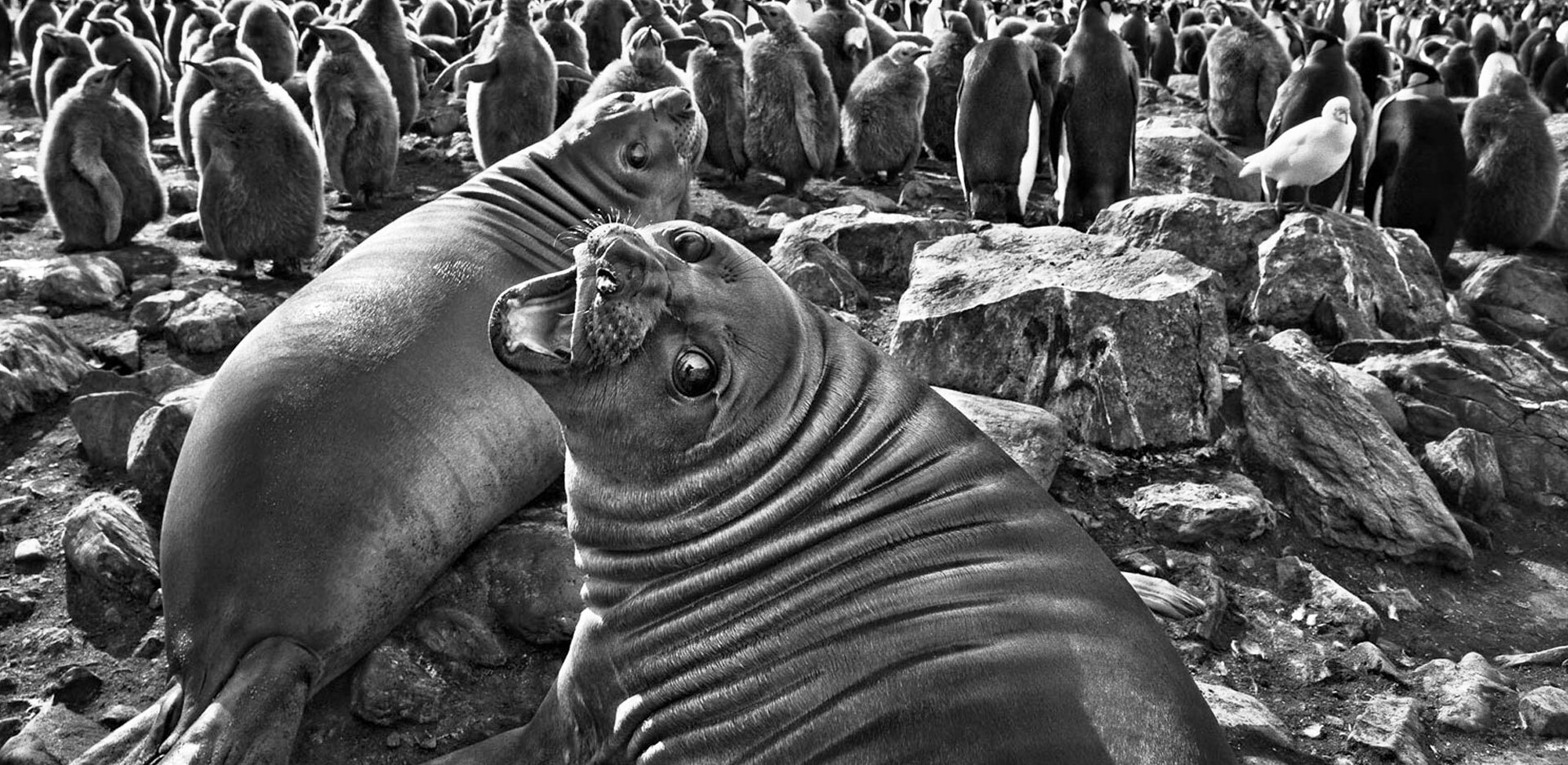 Σεμπαστιάο Σαλγκάδο | Αναδρομική 1944–2025
