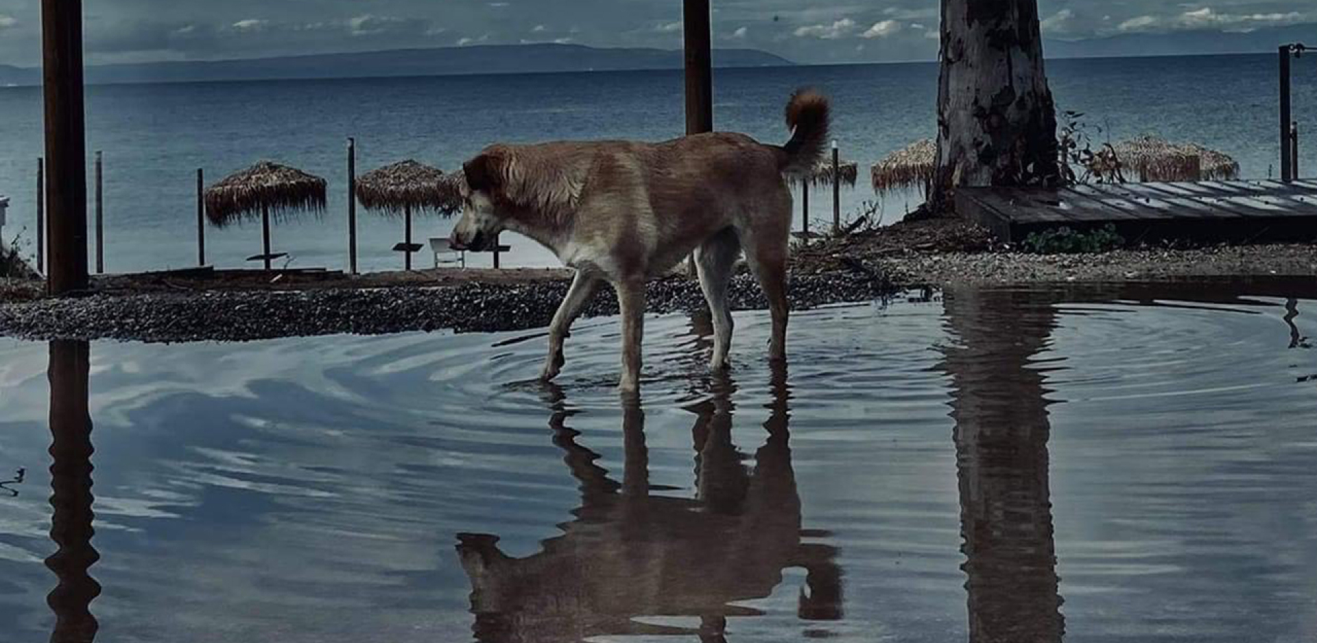 Αδέσποτο σκυλί κοντά στη θάλασσα