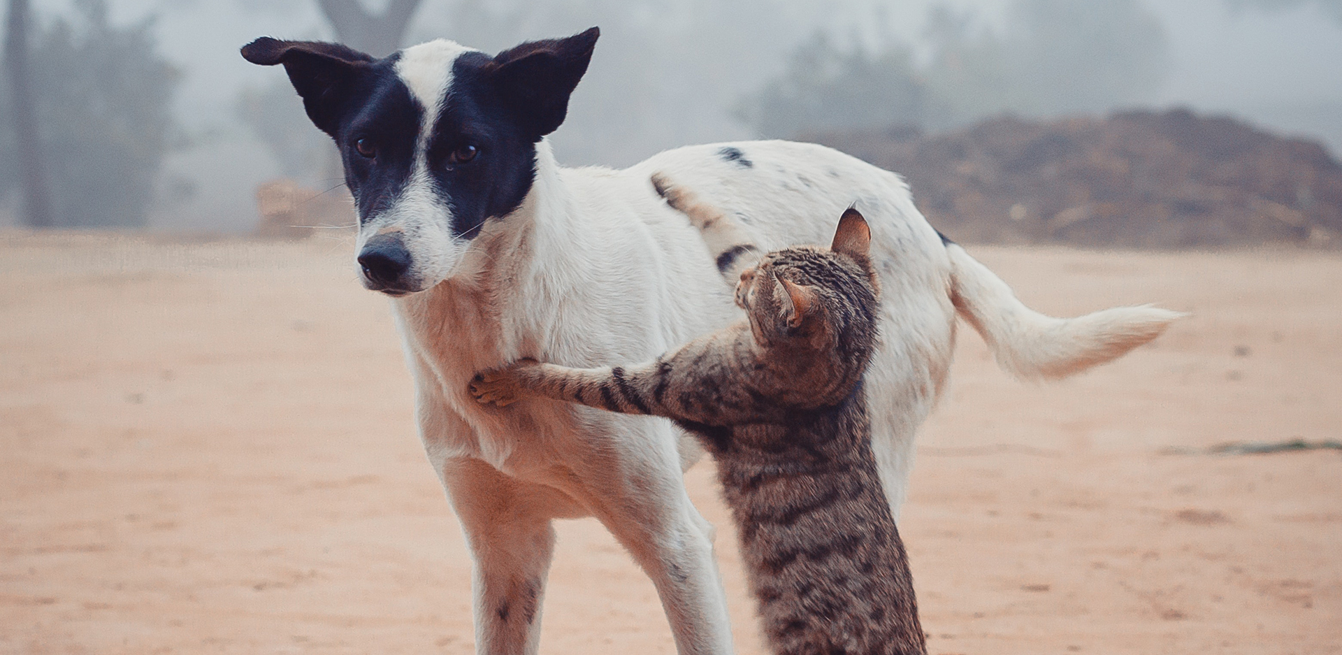 Αφιέρωμα: Παγκόσμια Ημέρα Αδέσποτων Ζώων, 4 Απριλίου
