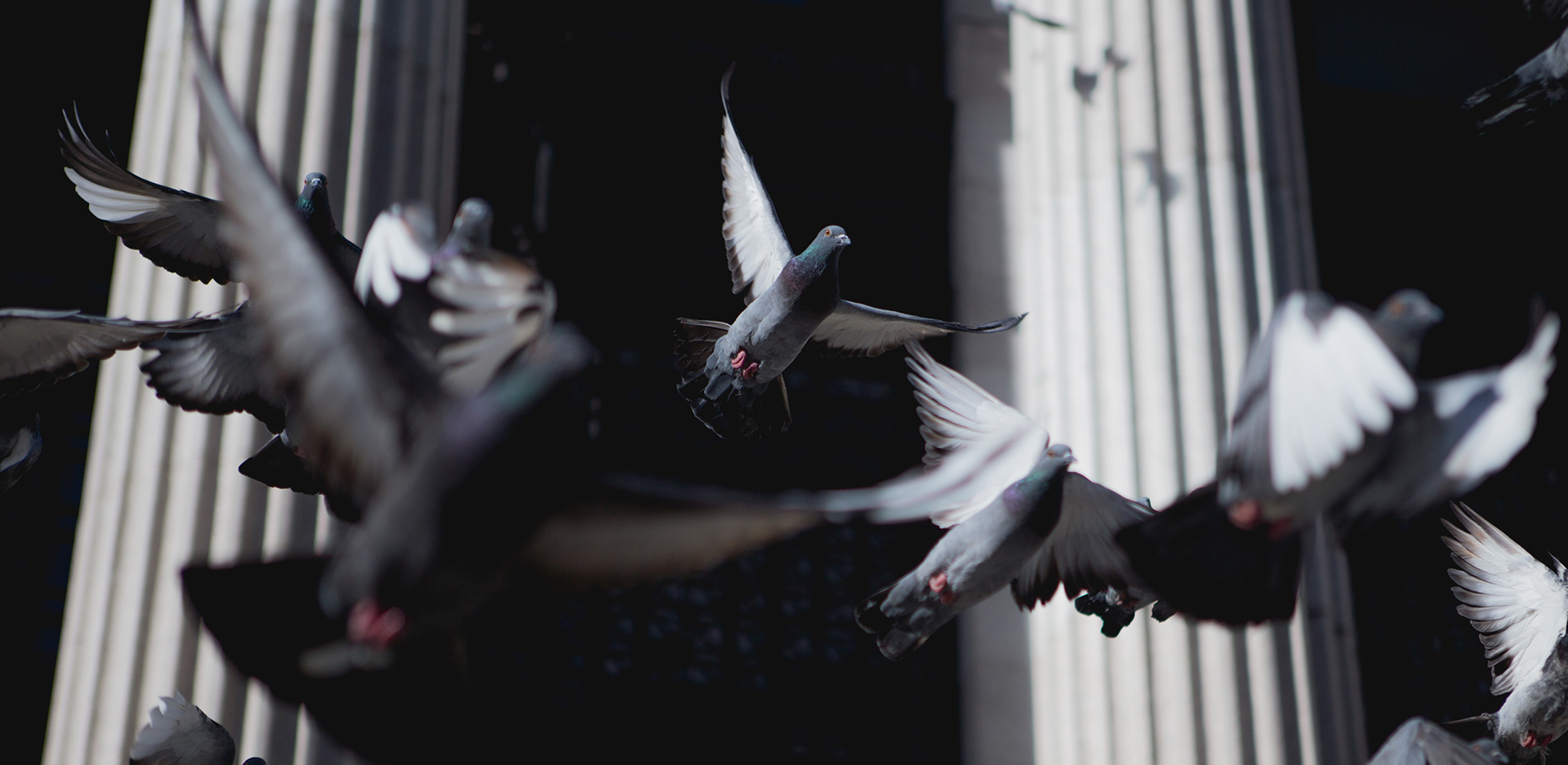 Τα περιστέρια της Αθήνας