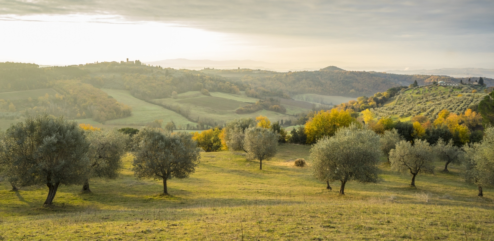 Πράσινο Λάδι: Δημιουργώντας ένα οικολογικό και πιο «πράσινο» αύριο