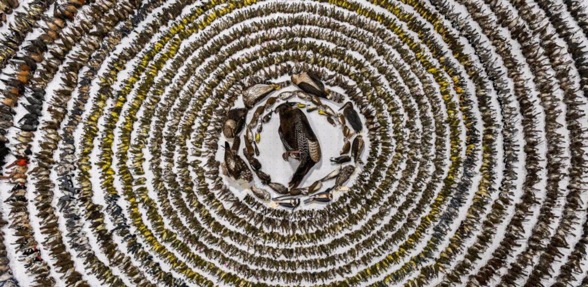 Η Patricia Homonylo από τον Καναδά κατέκτησε τον τίτλο Bird Photographer of the Year 2024 για τη φωτογραφία της με τίτλο «When Worlds Collide»