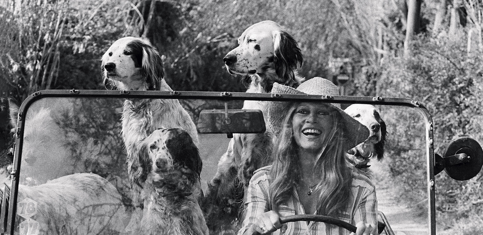 Chic Dogs: Μια φωτογραφική ιστορία με σκυλιά σαλονιού