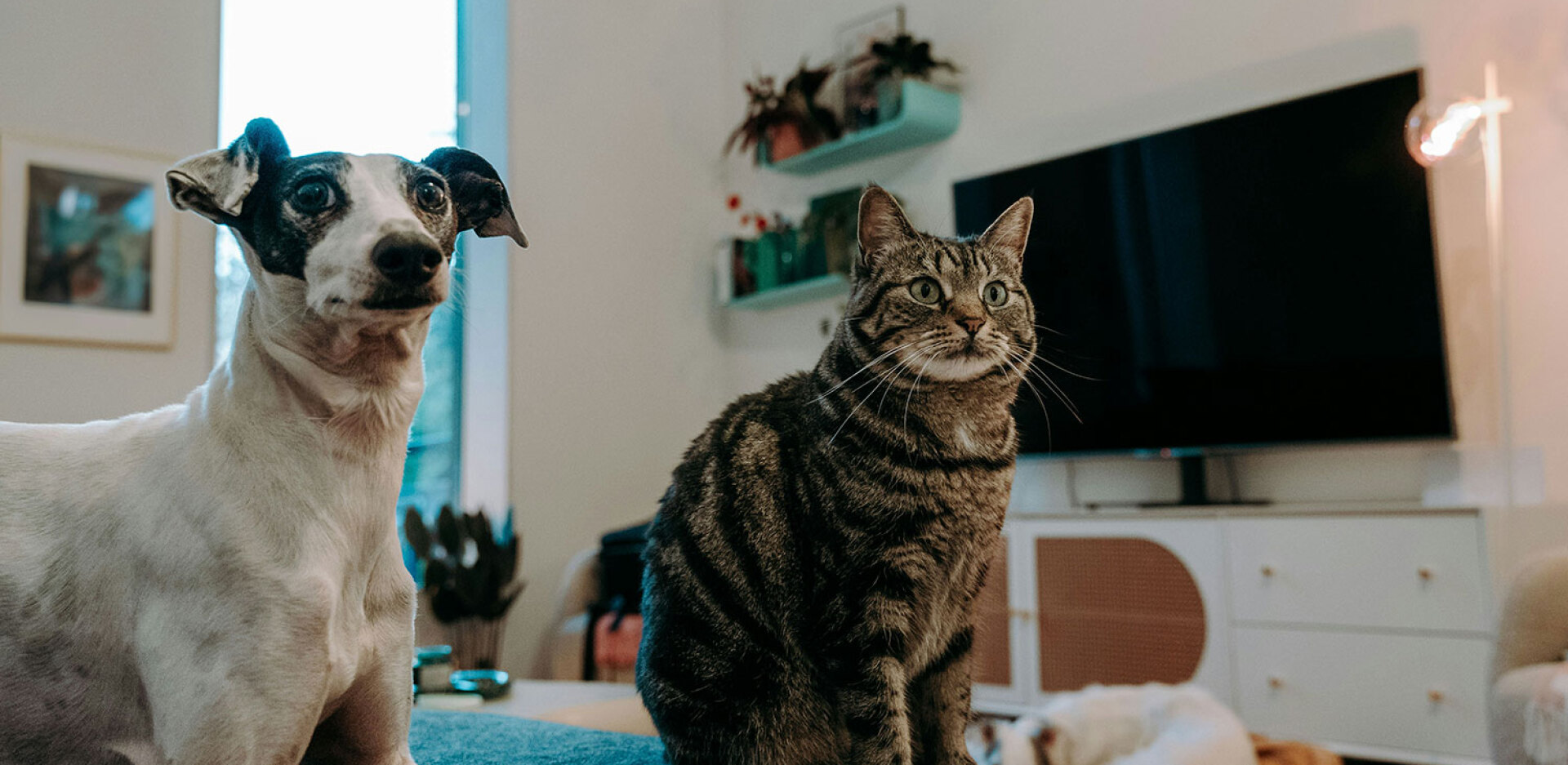 7 προτάσεις για να προσφέρεις τα καλύτερα στο κατοικίδιό σου