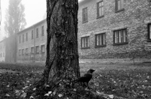 Στρατόπεδο Άουσβιτς I. Credits: Renée Revah