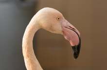 Λαγκαδάς Θεσσαλονίκης: Aσυνείδητοι πυροβόλησαν φοινικόπτερο