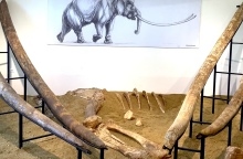 Μουσείο Φυσικής Ιστορίας Μηλιάς Γρεβενών