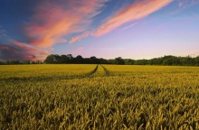 ΗΠΑ: Η Ρωσία ελέγχει το 22% της αγροτικής γης της Ουκρανίας, σύμφωνα με τη NASA - Ο πόλεμος απειλεί τη σοδειά	