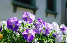 Ζεστός ο καιρός σήμερα Σάββατο (16/7)