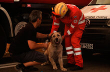 Πυροσβέστες έσωσαν σκύλο από τη φωτιά στην Πεντέλη