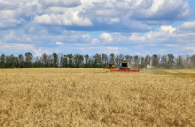 Ουκρανικά σιτηρά