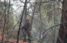 Φωτιά στο δάσος της Δαδιάς